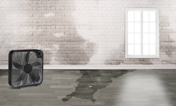 Best Water damage cleanup near me  in West Buechel, KY